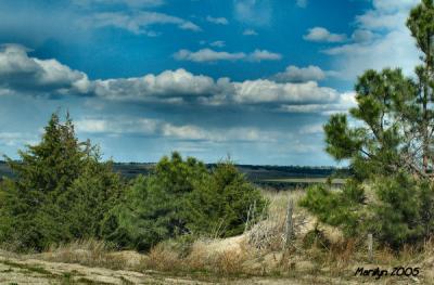 'pines in the sky ... '