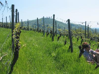 Vineyard.jpg