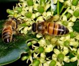 Honey Bees *