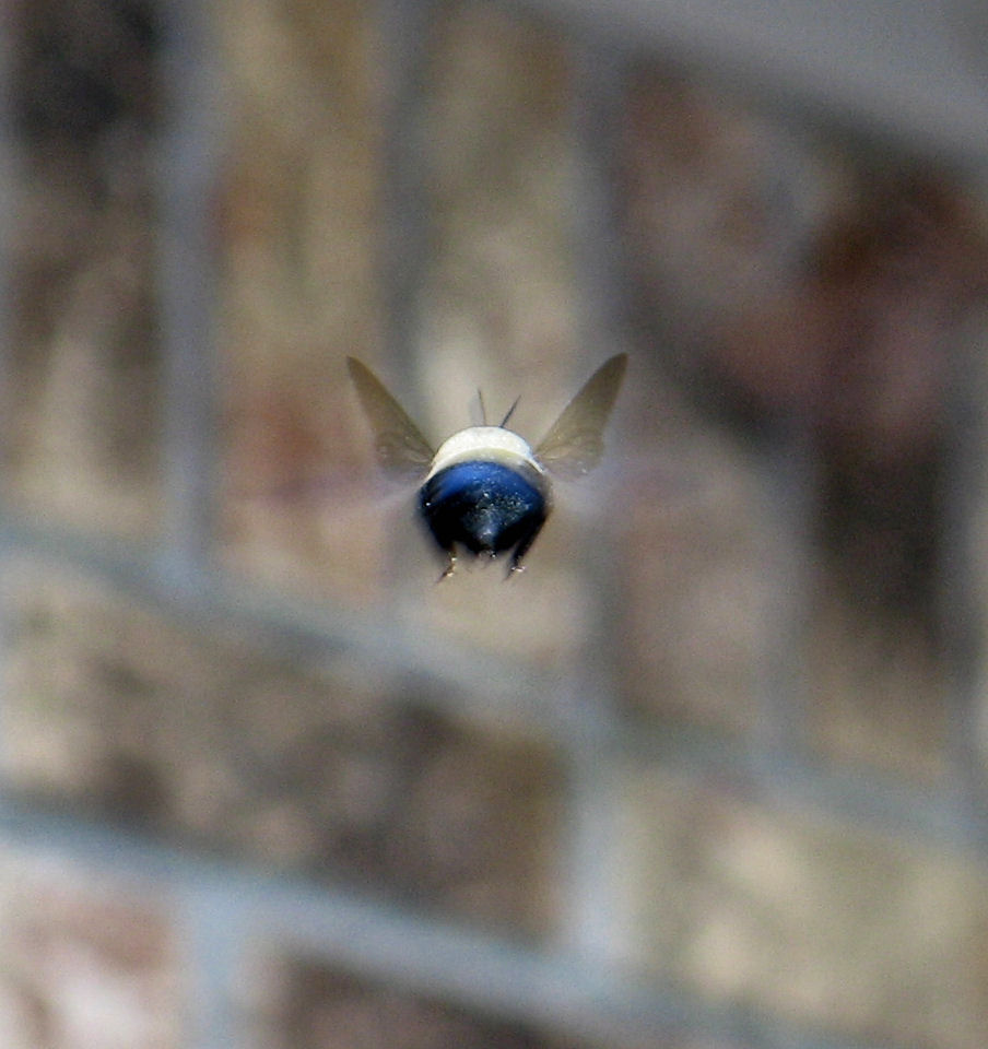 Carpenter Bee *