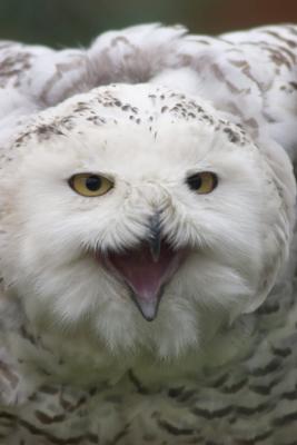 owl