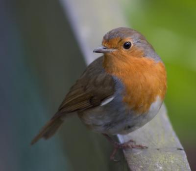 robin