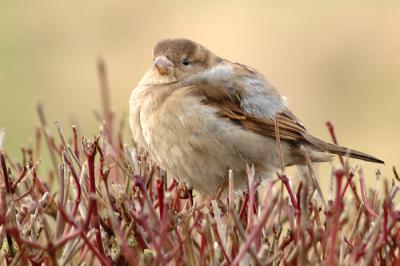 House Sparrow (female)