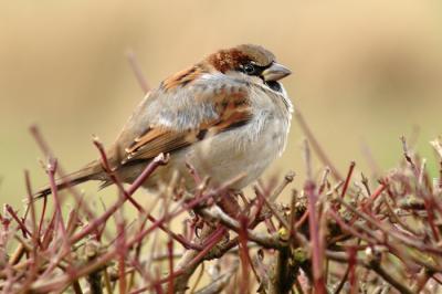 House Sparrow (Male)