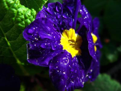 PurpleFlower