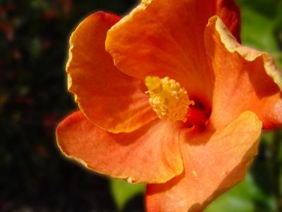 hibiscus