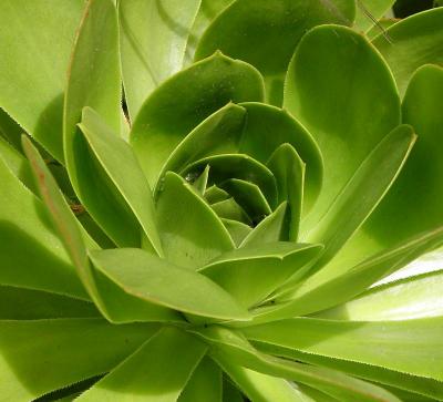 rose cactus