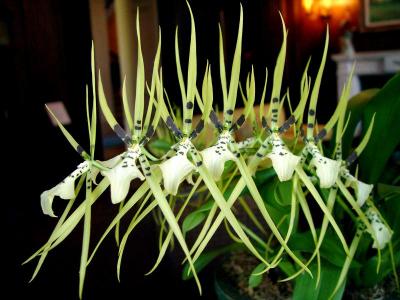spider orchids