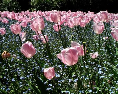 Tulip Sea