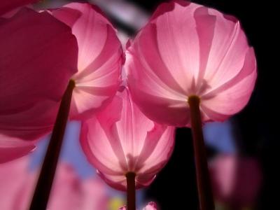 tulips on high