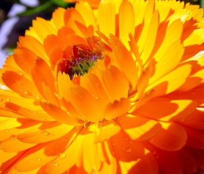 YellowDaisy2