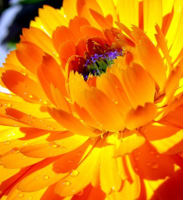 YellowDaisymacro3