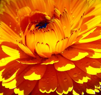Yellowdaisymacro4