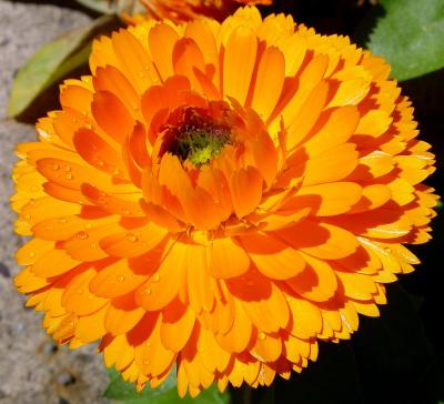YellowDaisywhole1