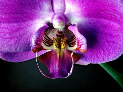purple orchid2
