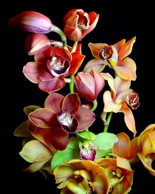 orchid group 3