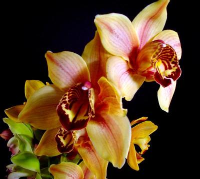 Yellow orchids 1
