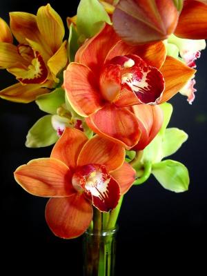 orange orchids 2