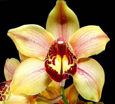 yelloworchid2