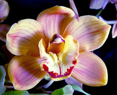 yellow orchid 1