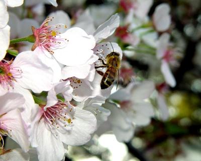 cherry blossom bee