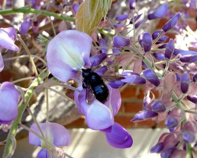 bumble bee on wisteria