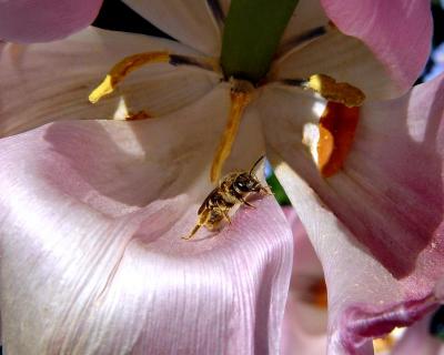 Iris Bee 1