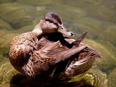 young adult duck
