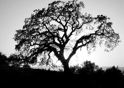 sunset behind the tree bw