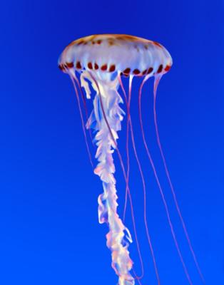 Cnidarian Ballet