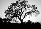 sunset behind the tree bw