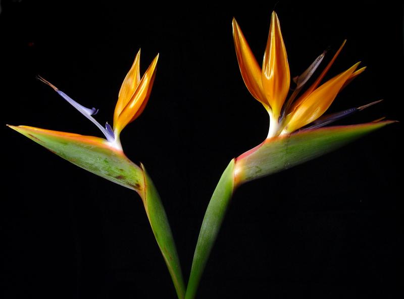Bird of Paradise 2