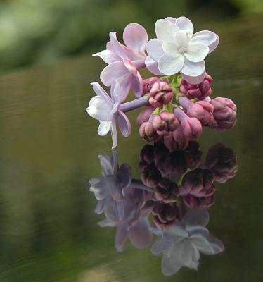 Lilac reflection