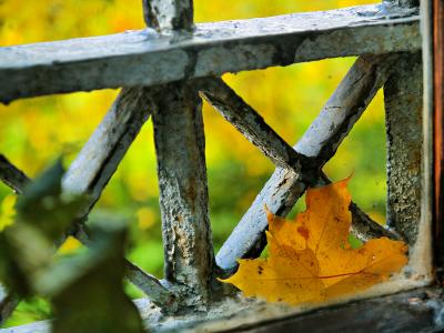 Imprisoned Leaf