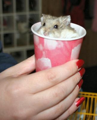 Ruby in the cup