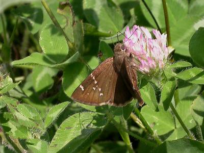 Confused Cloudywing
