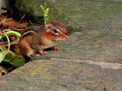 My Friend Chip