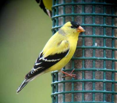 American Goldfinch, Kingston, NH, May