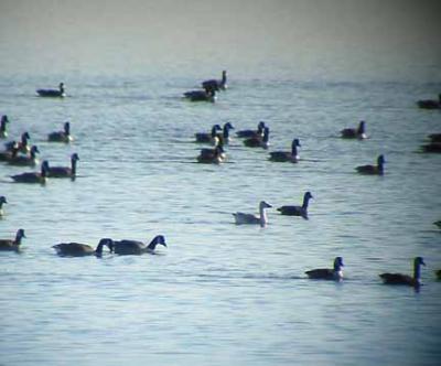 Snow Goose, Great Bay, Newmarket, NH, December 18, 2004