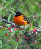 Baltimore Oriole, Kingston, NH, May