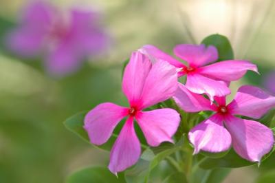 DSC_0580WildflowerFxSh2_Sm.jpg