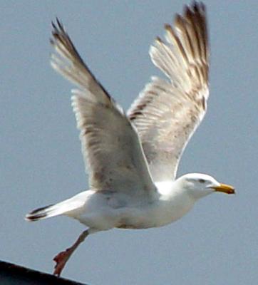 gull_blowup-autolevels.jpg