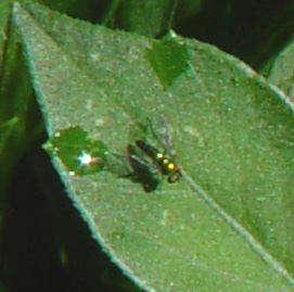 bug_on_yellow_flower.jpg