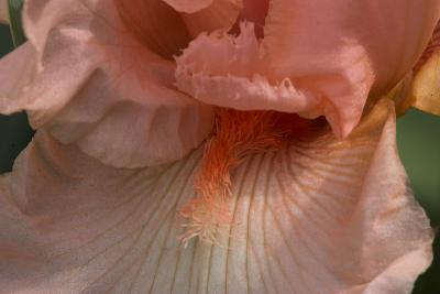 Peach Iris.jpg