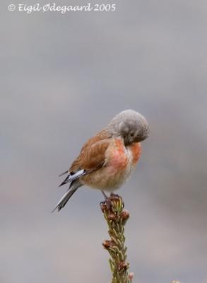 Tornirisk male