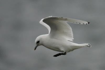 Ivory Gull (Pagophila eburnea)  in Sweden.