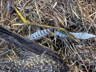 Peregrine Feast -