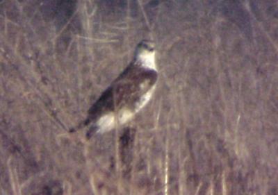 Ferruginous Hawk - MS - 12-31-04 - 2.jpg