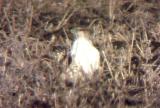 Ferruginous Hawk - MS - 12-31-04 - 1.jpg
