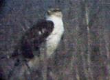 Ferruginous Hawk - MS- 12-31-04  - 3.jpg